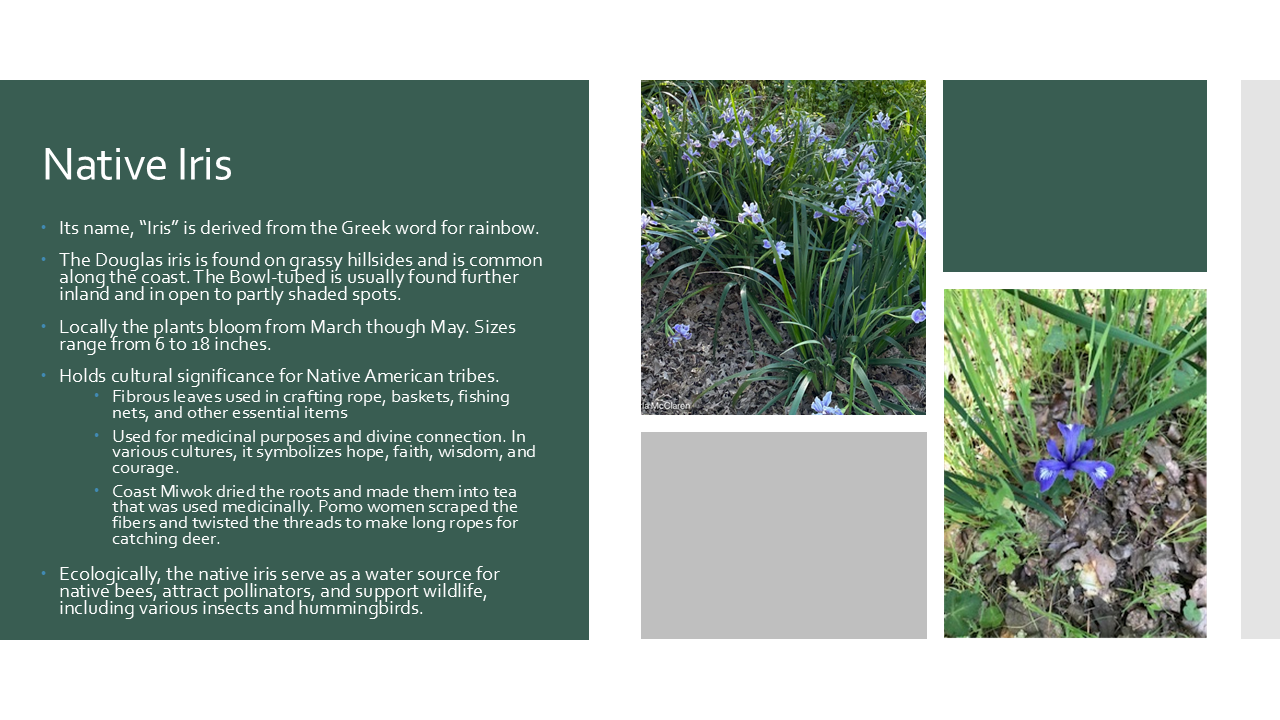 Native Iris