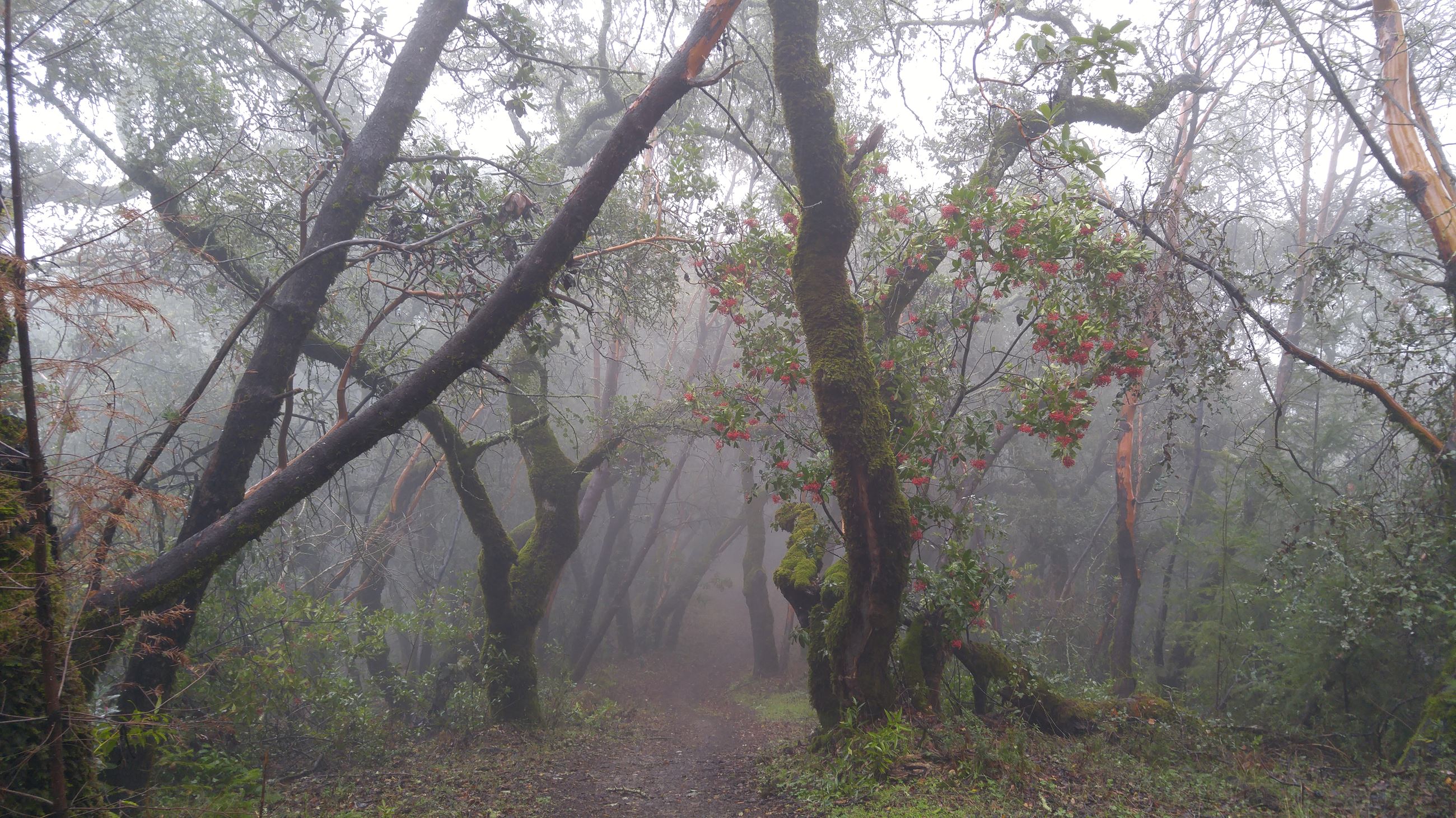 Fitch Mountain Walk In The Clouds